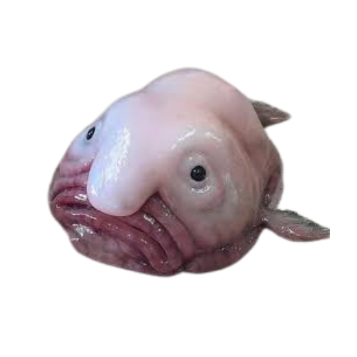 ব্লবফিশ
