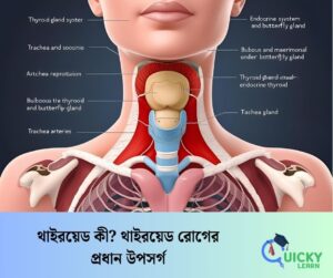 Read more about the article থাইরয়েড কী?